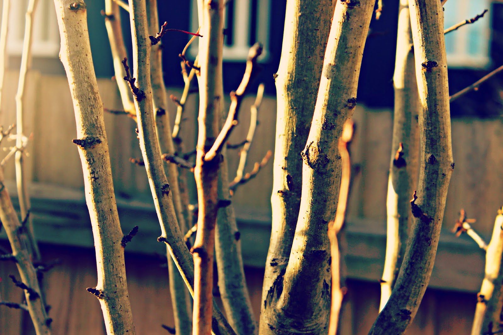52 Week Photography Challenge | Week 4 – Light