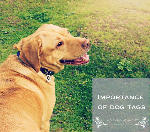 The Importance of Dog Tags