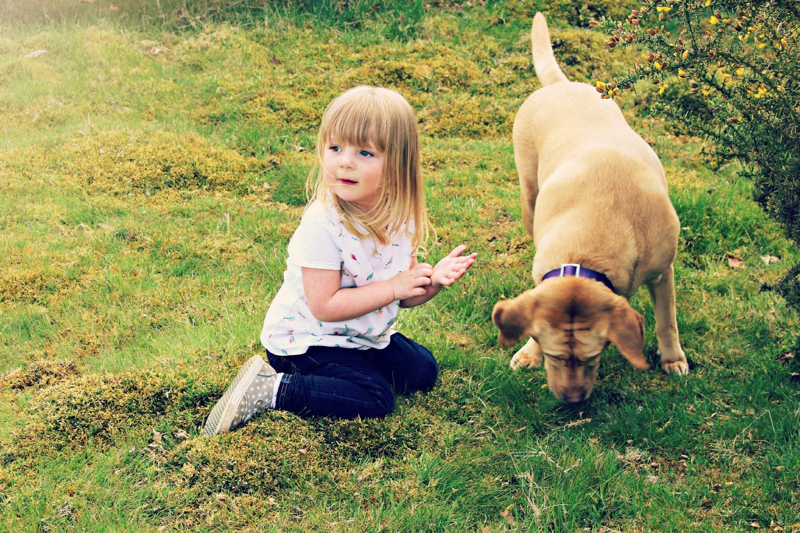 Top five family-friendly dog breeds