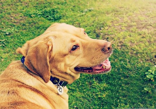 Christmas Gift Guide for your Dog