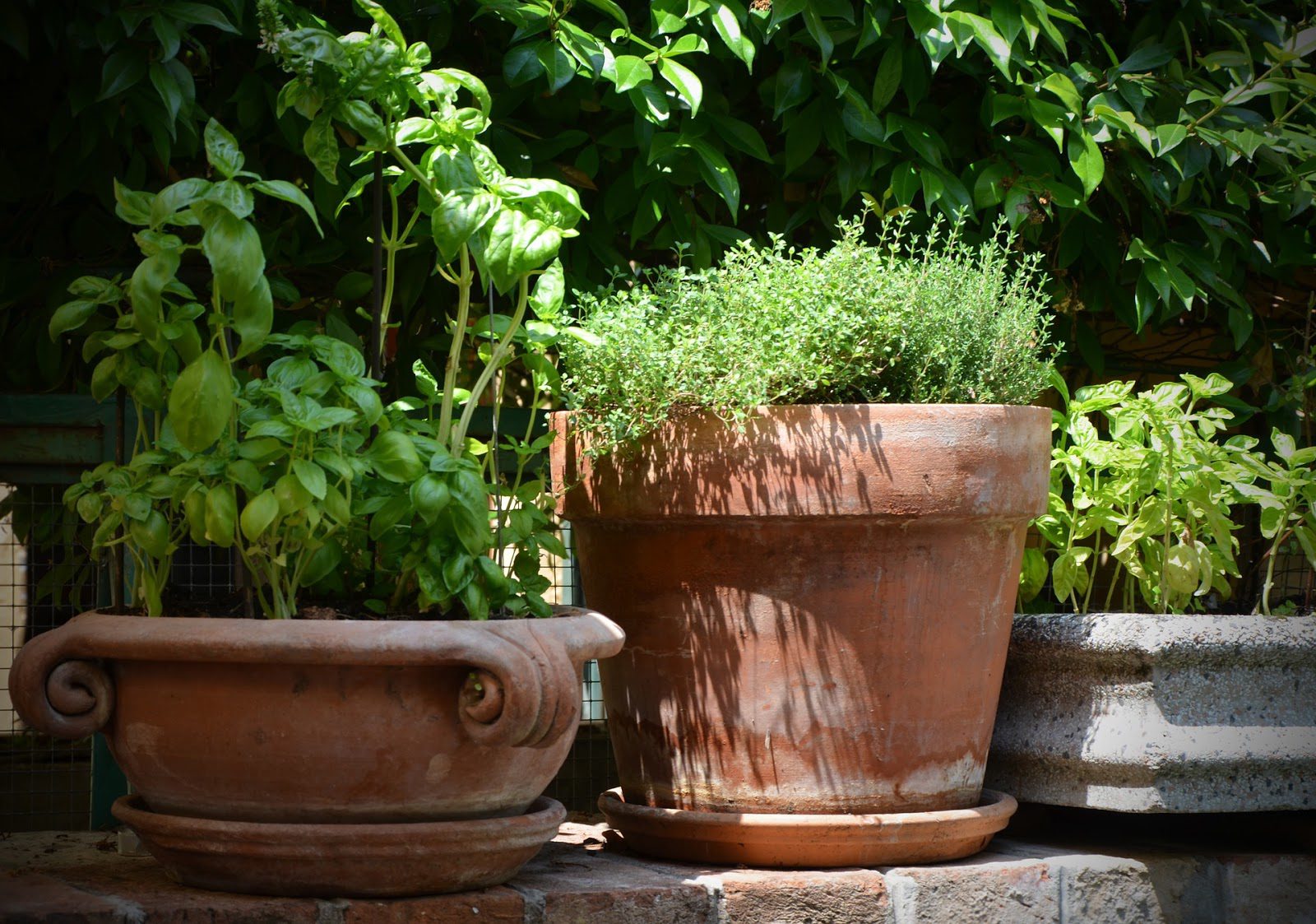 Summer Ready Garden