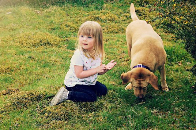 Do You Know How Much You Should be Feeding Your Dog?