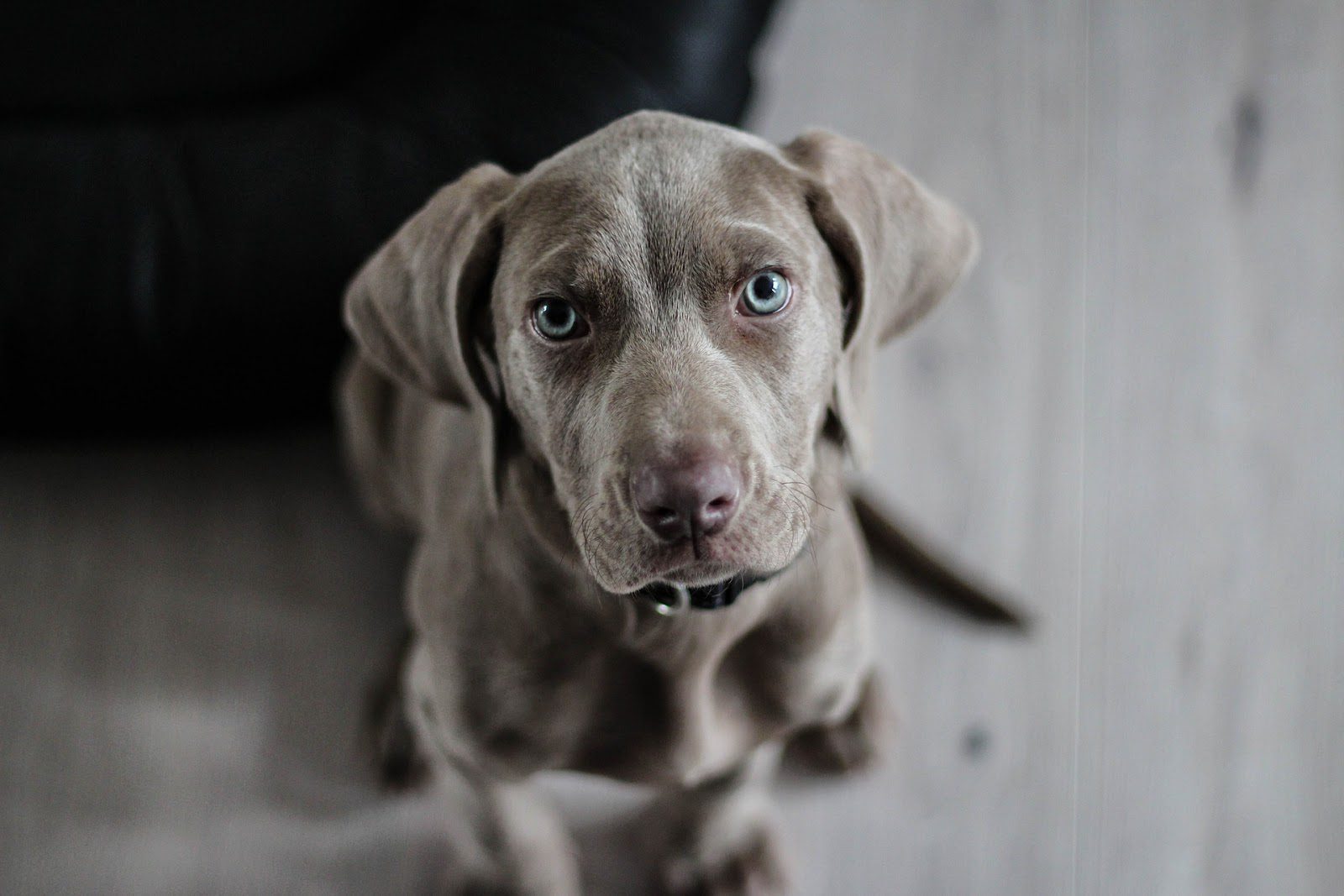 Professional Training for Your Puppy to Stop Biting