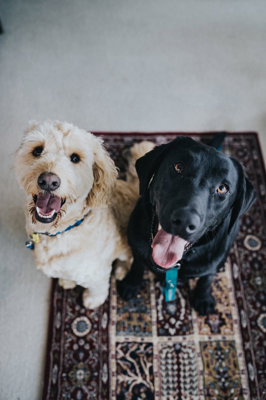 Is Your Dog’s Dental Hygiene Up To Scratch?