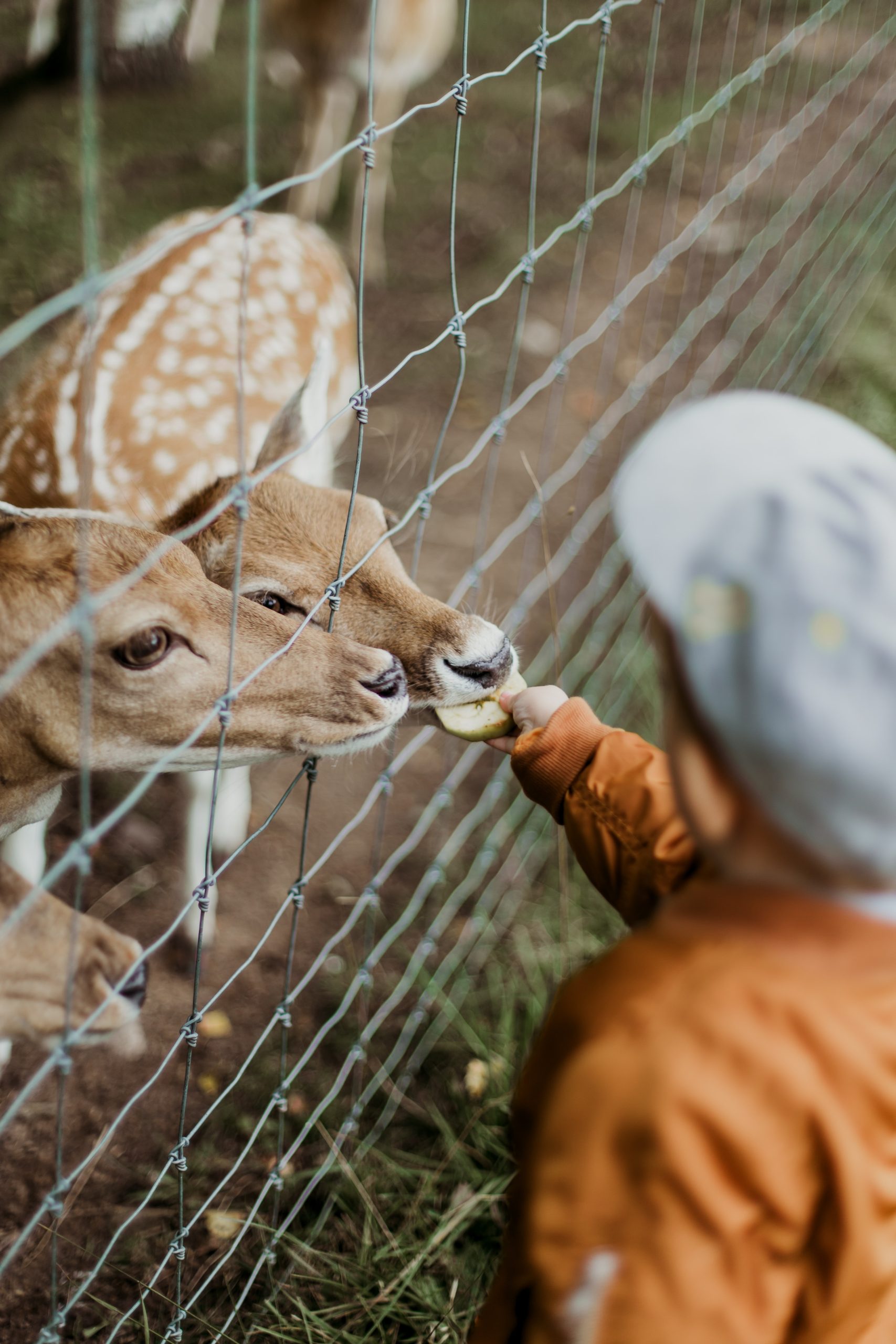 Exploring gratitude with your child