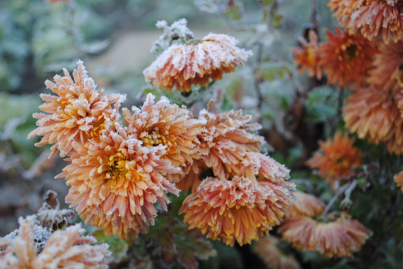 Tips To Enjoy Your Garden Space Even When It’s Cold