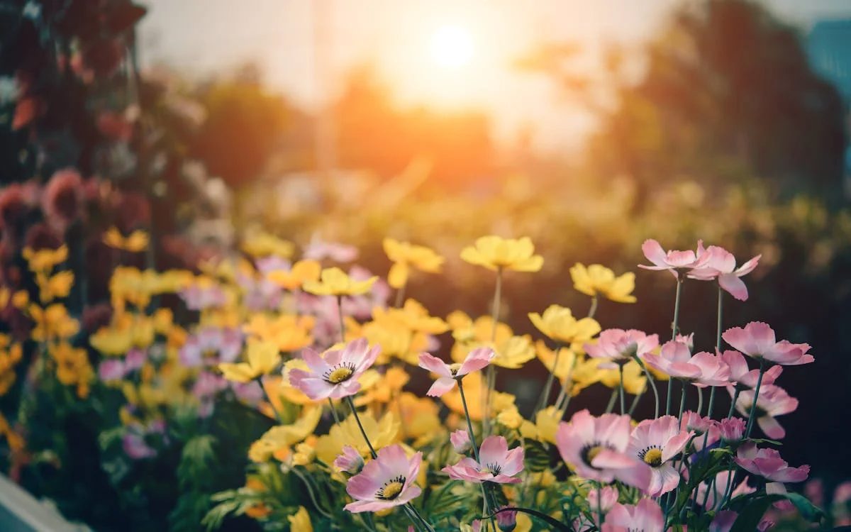 5 Simple Ways to Make Your Garden Feel More Peaceful