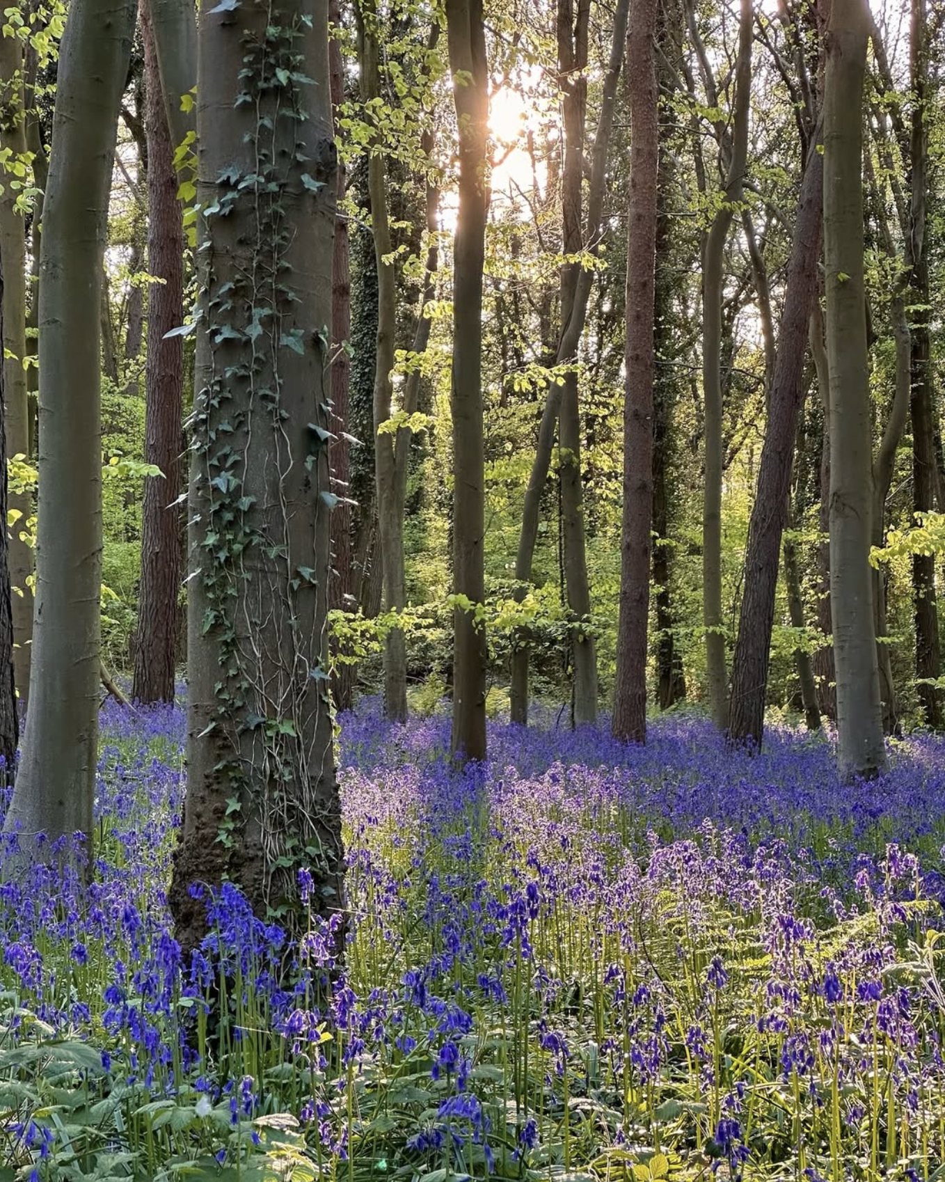 Mindful Family Walks: Where to Find the Best Bluebell Woods in the UK This Spring